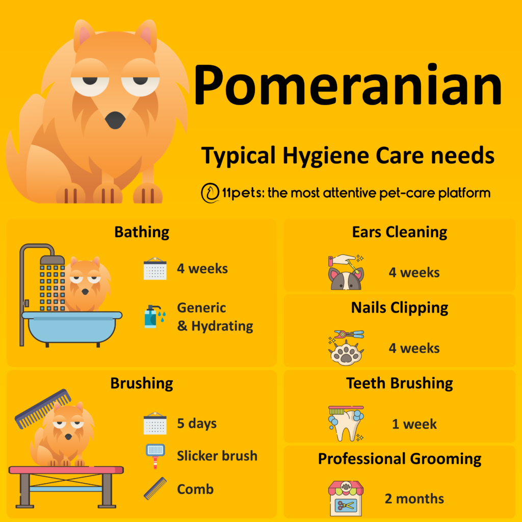 Care of Pomeranians
