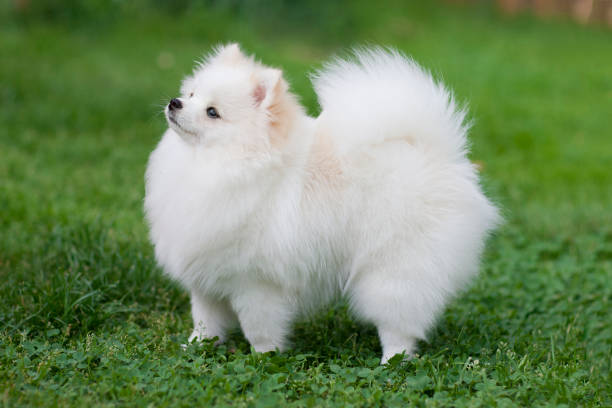 Pomeranian White